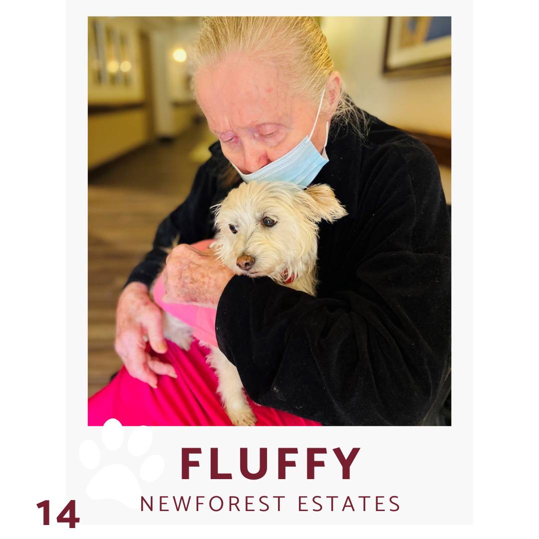 a resident from pacifica senior living newforest estates and holds small dog named fluffy