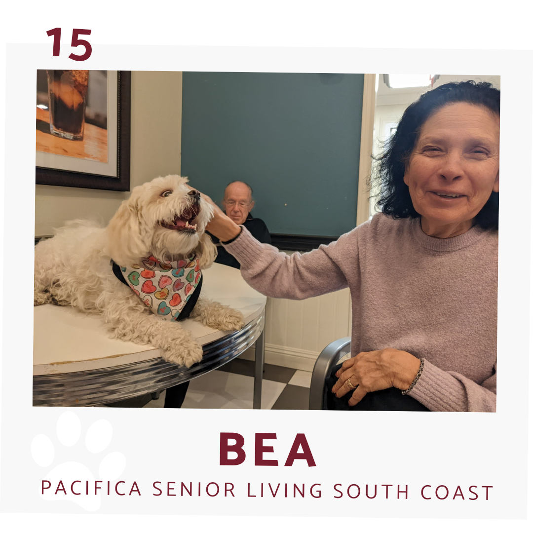 a resident at pacifica senior living south coast pets therapy dog Bea