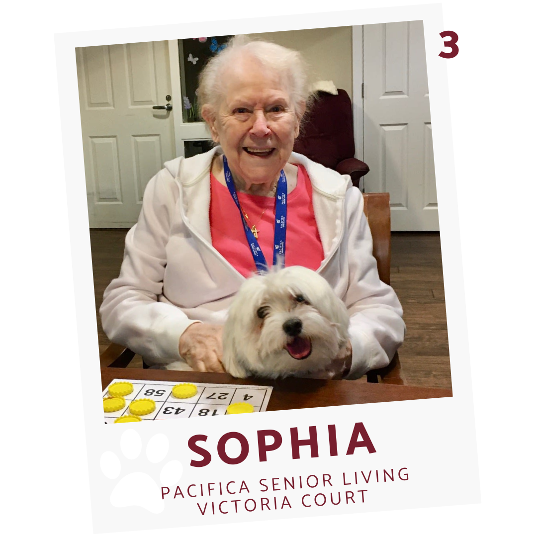 tank the tortoise and guinea pigs from pacifica senior living peoria
