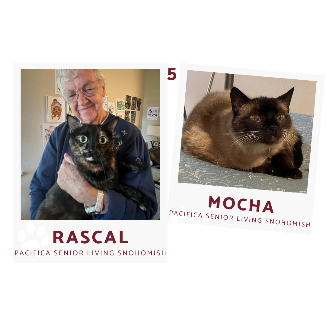 a resident of pacifica senior living hold cat rascal, mocha the cat snuggles beside