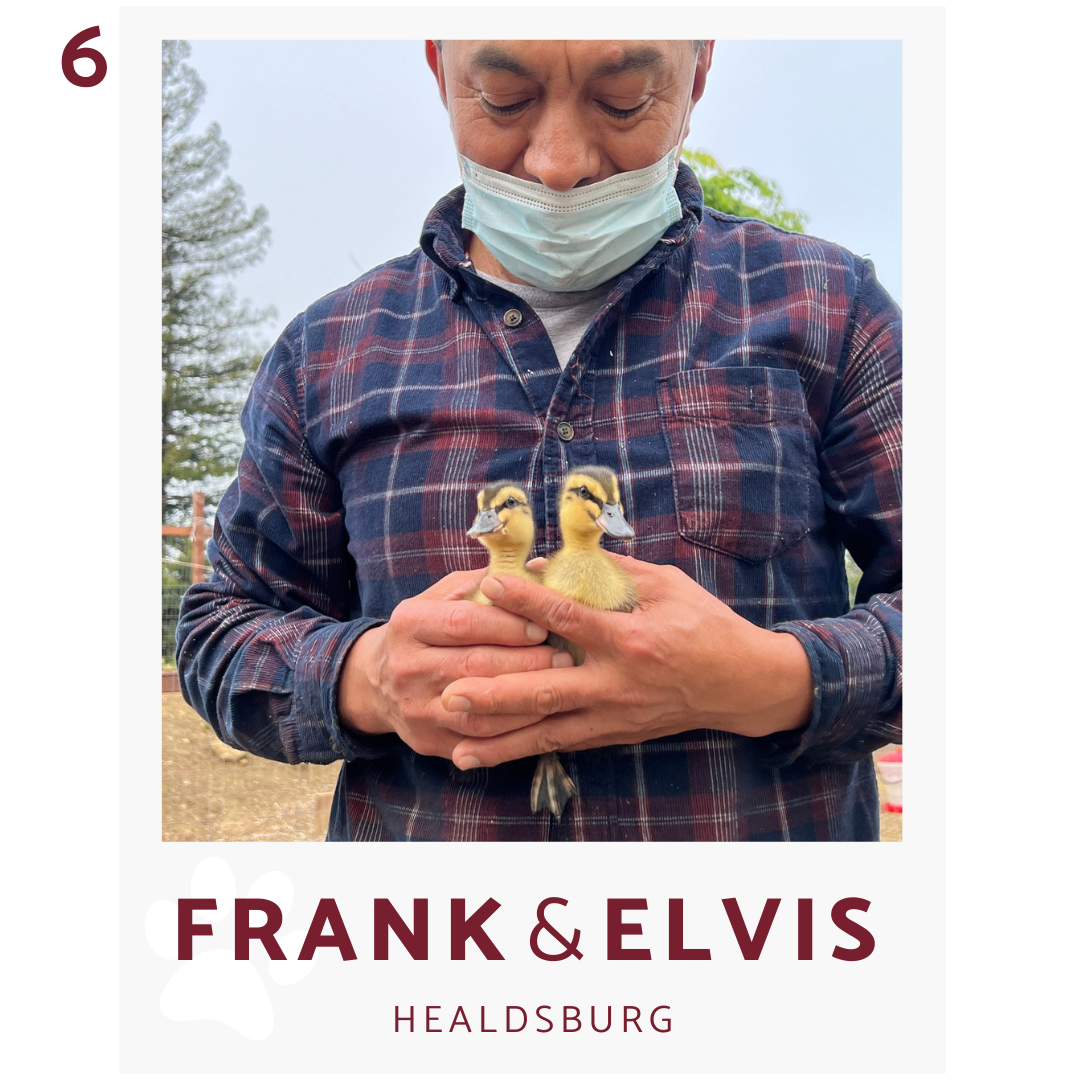 pacifica senior living healdsburg welcome ducklings elvis and frank