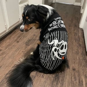 a dog dressed in costume for halloween