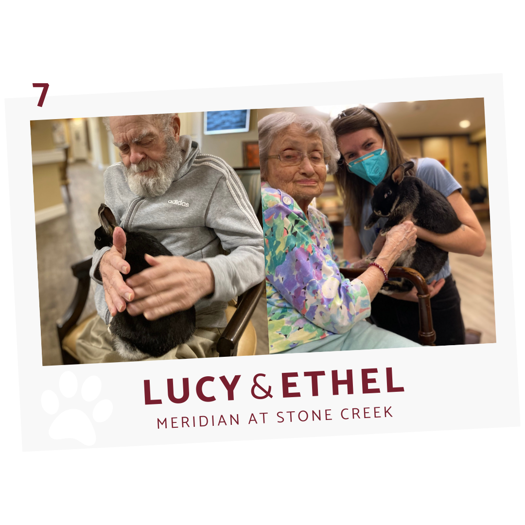 bunnies Lucy and Ethel with residents from the meridian at stone creek