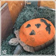 tank the tortoise painted as a pumpkin
