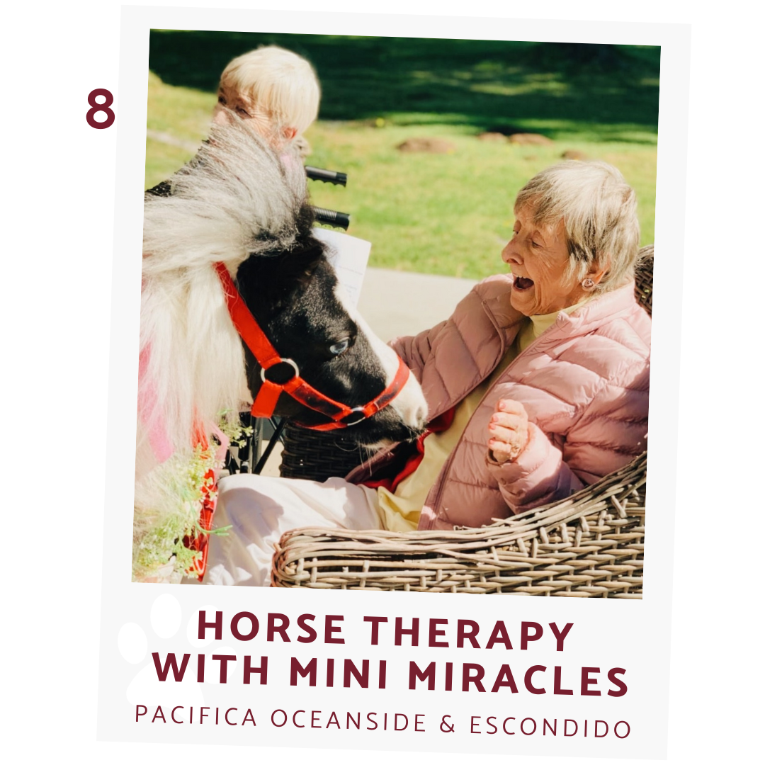 mini miracles horse therapy at pacifica senior living escondido