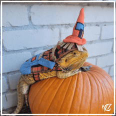 bearded dragon scarecrow