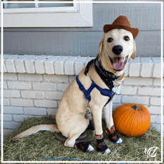 a dog dressed as a cowboy at Pacifica senior living peoria