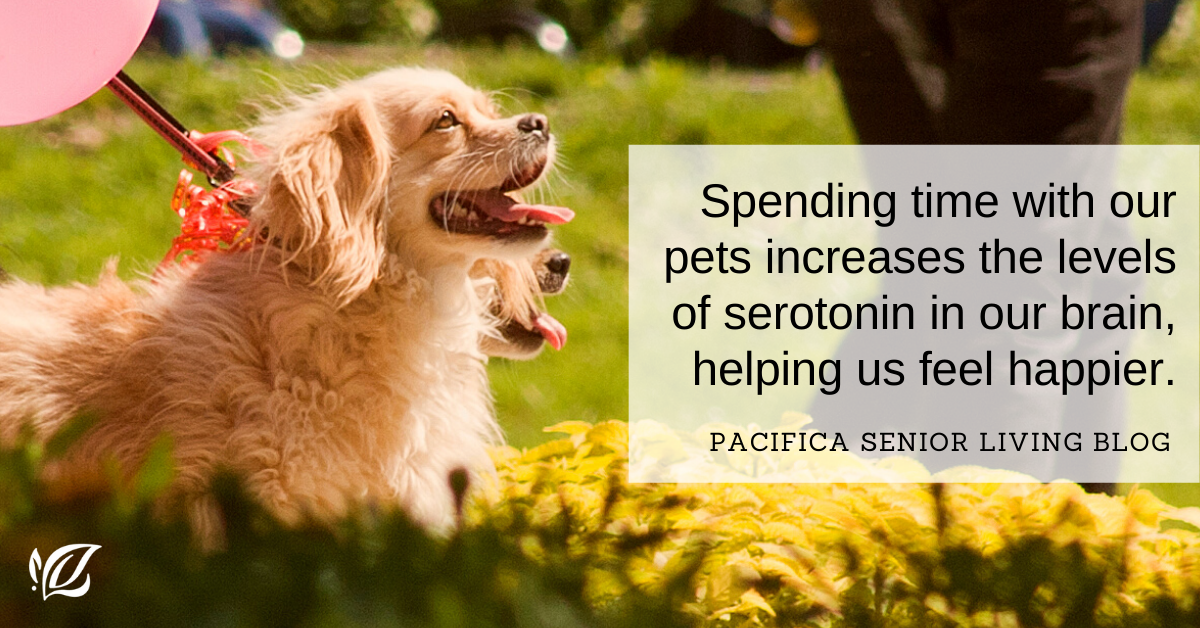 graphic header for pacifica senior living blog benefits of pets small happy looking cocker spaniel 
